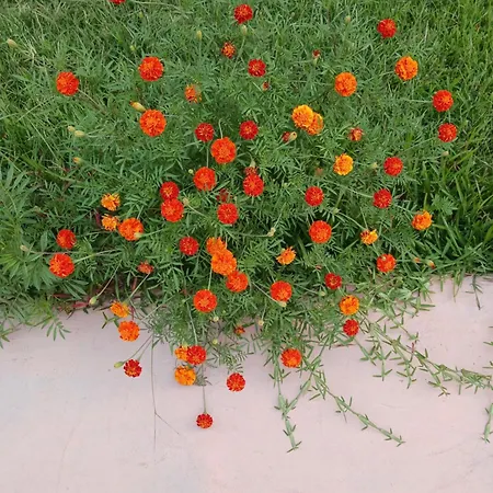 Aparthotel Rock Lefkáda