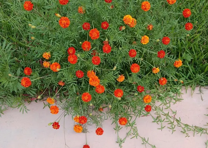 Apartahotel Rock Lefkáda