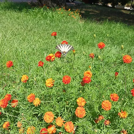 Rock Hotel apartamentowy